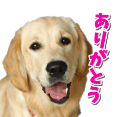 ゴールデンレトリバーの日常 毎日使える♪