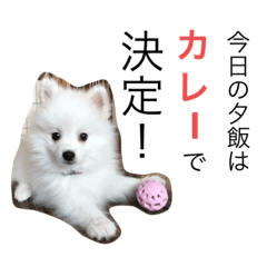 日本スピッツの可愛いさを広めたい