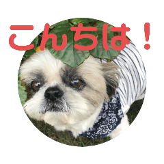 わんこ(＾ω＾Ｕ)