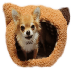 チワワのセレサ 2019-10