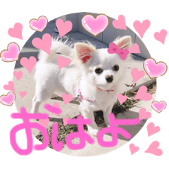 チワワのぷうちゃん♡