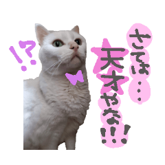 しおりんのほっこりゆる猫
