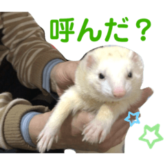 すずちゃんスタンプ フェレット
