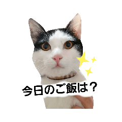 SuzukiFamilyのアイドル達