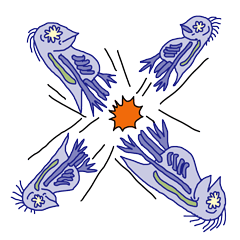 こっぱみじんこ