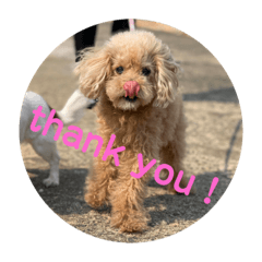 ちょことハッピーの日常