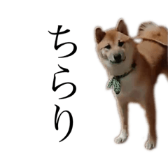 柴犬わさびの日常