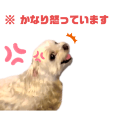 愛犬 チロ