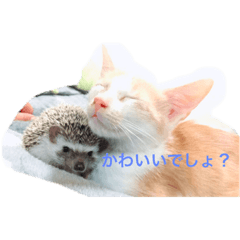 あいかなさん家の動物達