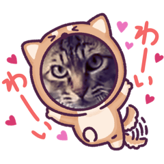 プルミミエールは猫です。