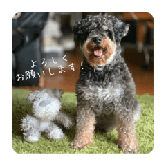 シュナウザー写真スタンプ2