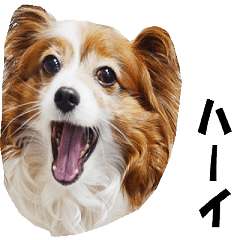 動く、犬のパピィ