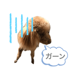 トイプーのみみちゃん