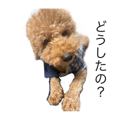 ルークくんです。