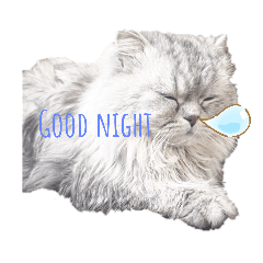 愛猫（あつしゅ）ご挨拶