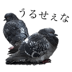 ぷくぷくぽっぽ達