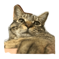 ただの飼い猫されど飼い猫