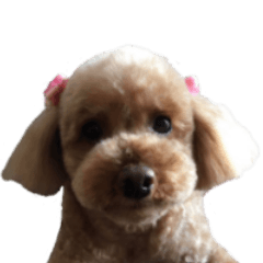 かわいいトイプードルのスタンプ (写真）