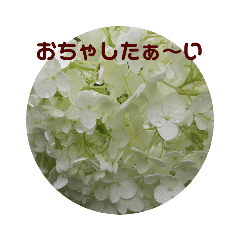 心なごむお花で一言