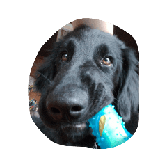 長井のブラッキー