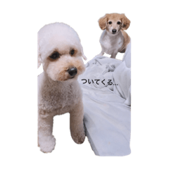 犬のミカンちゃん