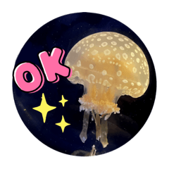 自由な タコくらげ 。さん。