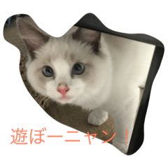 ラグドールの王子さまニャ〜ン