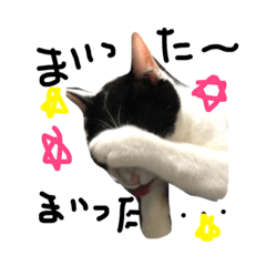 猫の日常を会話にしました。