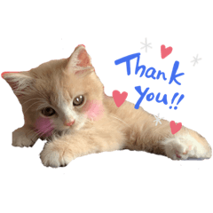 子猫ちゃんのスタンプ