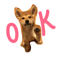 豆柴のコハナちゃん。