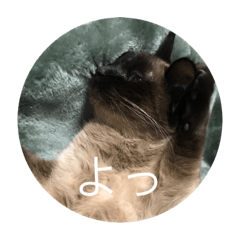 ねこのくうちゃんだよ