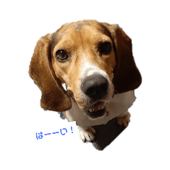 ミミちゃん(•ө•)♡