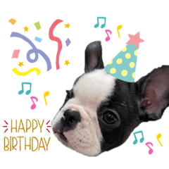 だるまパピー2♪