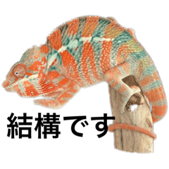 下邨ズアニマル