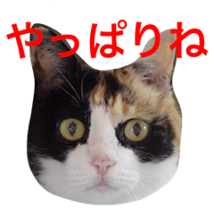 かわいい三毛猫さん