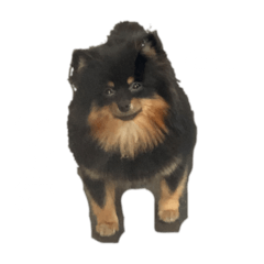 蜂蜜　ハニー　hanī