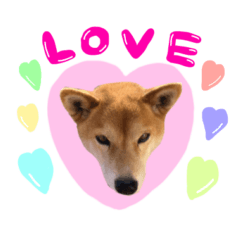 【柴犬♀】日常会話スタンプ