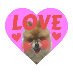 ポメラニアンのジェニー