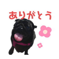 黒パグ コウメ♡