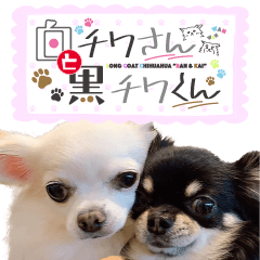 白チワさんと黒チワくん
