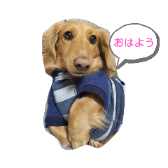 ダックスまろんさん