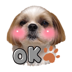 チョコママのチョコ