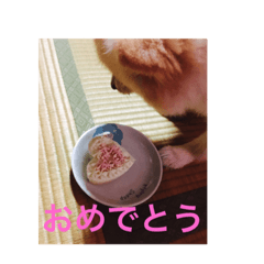 ポメのラブ君 日常のあいさつ