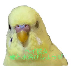インコのフク様2