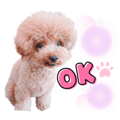 トイプードルのチロルさん