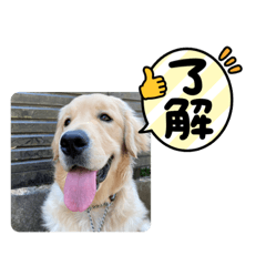 ゴールデンレトリーバー☆こたろうの日常