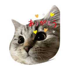 マンチカンのちぇろ②