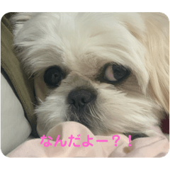 ペきちわハナちゃん