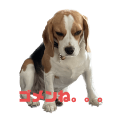 ビーグルのビーちゃんスーちゃん