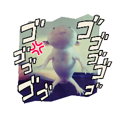 もっちゃん うぱお1